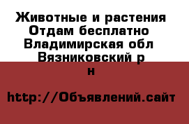 Животные и растения Отдам бесплатно. Владимирская обл.,Вязниковский р-н